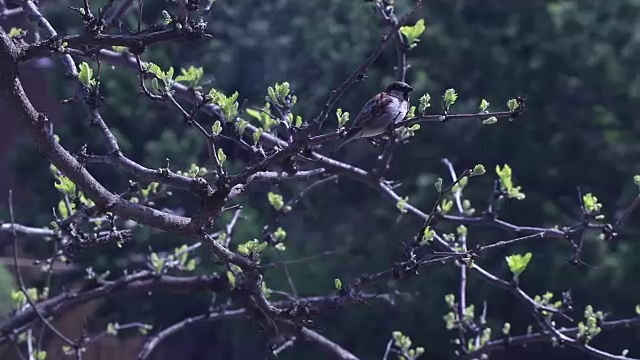 树枝上的麻雀