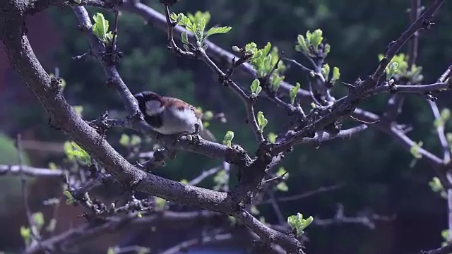 树枝上的鸟