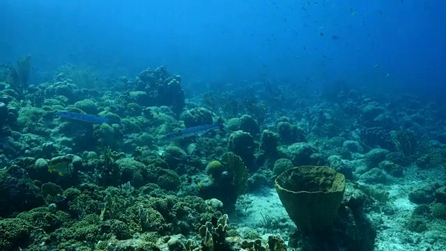 库拉索岛附近加勒比海珊瑚礁上的梭鱼