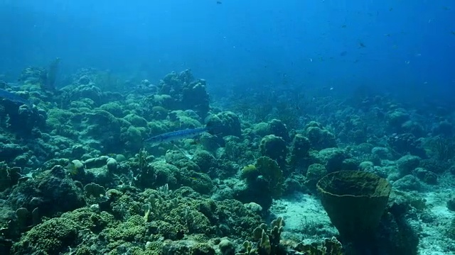 详情图-库拉索岛附近加勒比海珊瑚礁上的梭鱼
