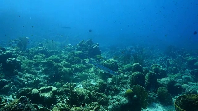 详情图-库拉索岛附近加勒比海珊瑚礁上的梭鱼
