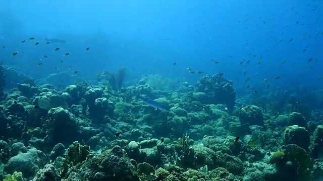 详情图-库拉索岛附近加勒比海珊瑚礁上的梭鱼