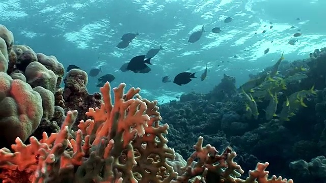 红海水下的鱼群。