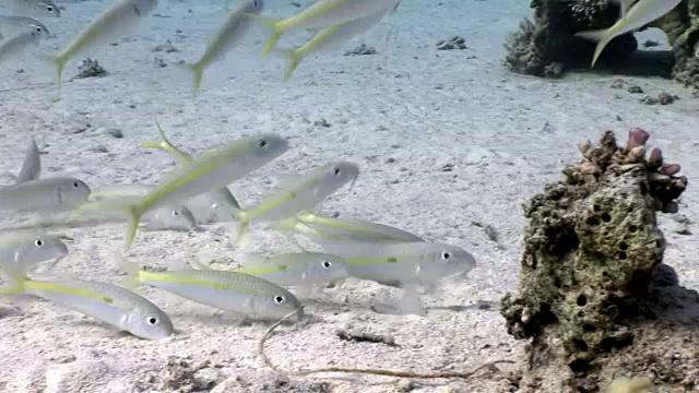 在红海水下生活的黄条纹山羊鱼。