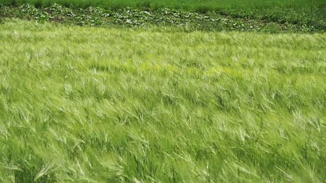 田间的幼绿小麦和小穗。慢动作