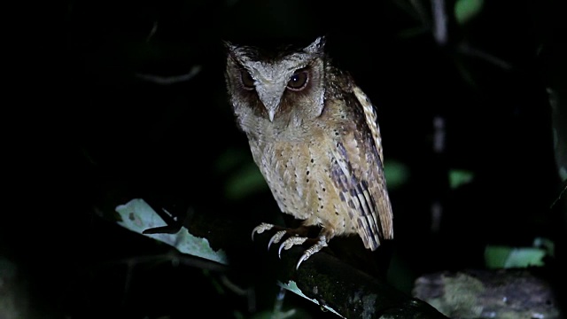 夜行鸟:白冠猫头鹰
