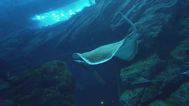 斑点豹鳐游泳在海洋水族馆库存录像