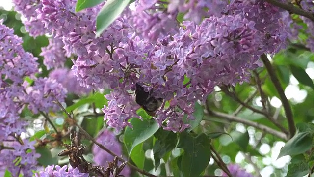 大黄蜂为粉红色的丁香花授粉