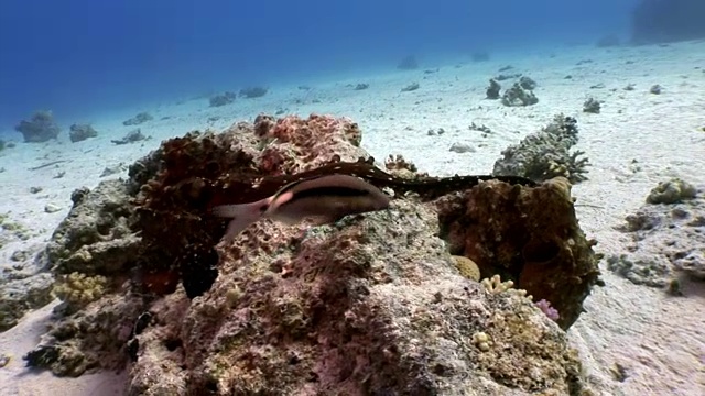 章鱼在红海水下。