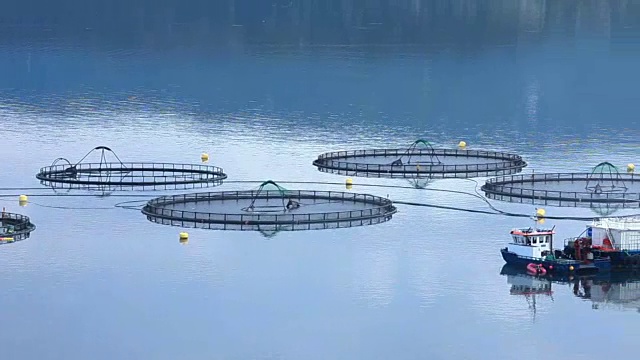 詳情圖-農(nóng)場鮭魚漁業(yè)