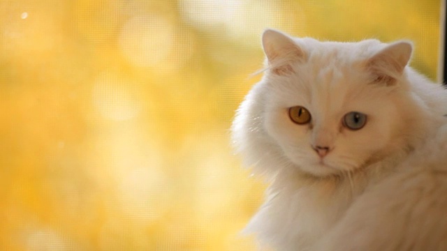 完全异色的家猫。一只长着不同颜色眼睛的白猫坐在窗边。