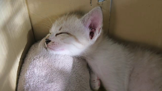 小猫们在一个纸盒里睡觉。