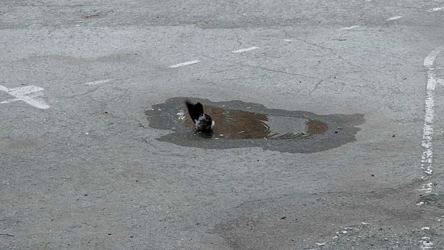 乌鸦清理雨后形成的水坑里的羽毛