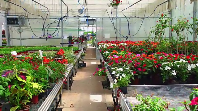 詳情圖-溫室里的花朵。