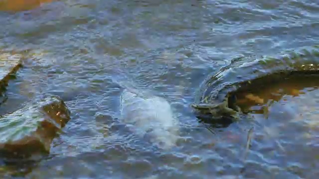 死于受污染的湖水的鱼。海浪。