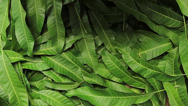 芒果热带水果在木箱准备交付