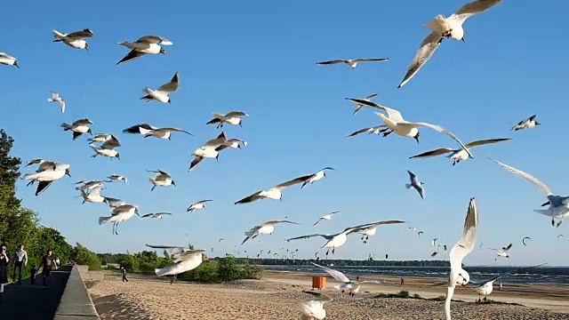 一群海鸥在海上空中盘旋，对抗风筝冲浪者，慢镜头