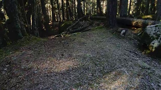 针叶林的性质。春天的针叶林上空掠过一片青苔，树木间透着阳光。60帧/秒的慢动作。GoPro 6黑色三轴抗菌稳定剂