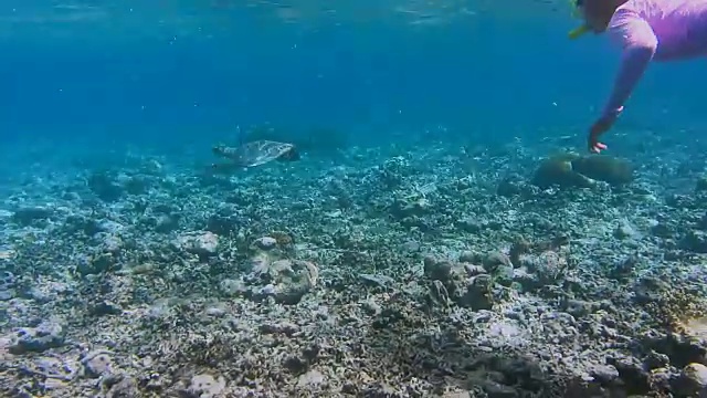 女潜水者穿着紫外线泳衣和玳瑁海龟在水流中游泳。背景是海面上的克里岛。拉贾安帕，西巴布亚，印度尼西亚