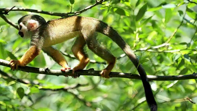 常见的松鼠猴(Saimiri sciureus)在自然界的树上。野生动物。