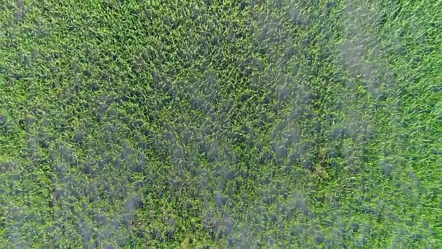 航拍是大片稻田。大米淹没了草地。