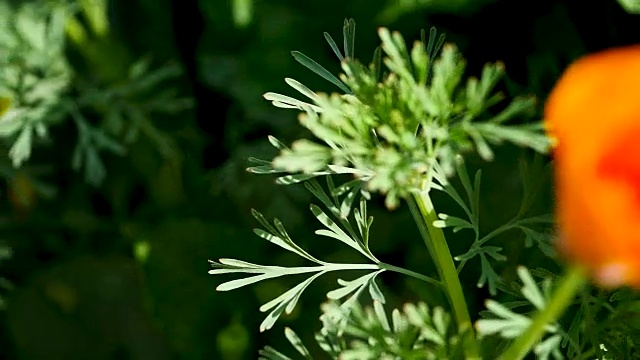 花园里开着黄色的花