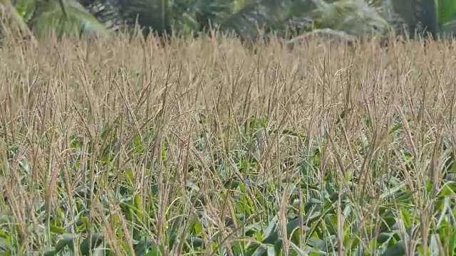 花的玉米