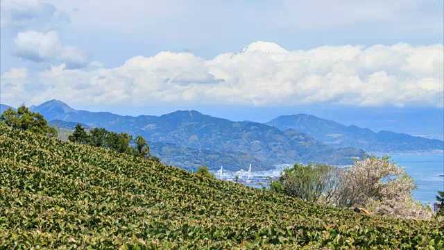 静冈县Nihondaira的绿茶农场，背景是惠山