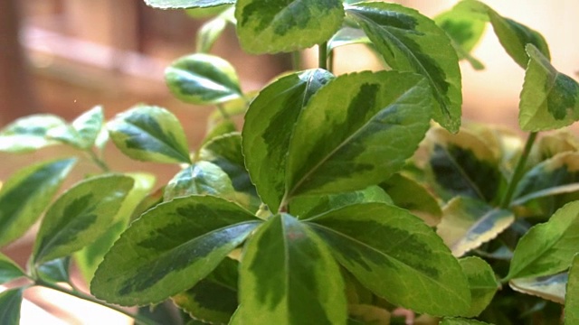 多利:卫矛绿色观赏叶-盆栽植物