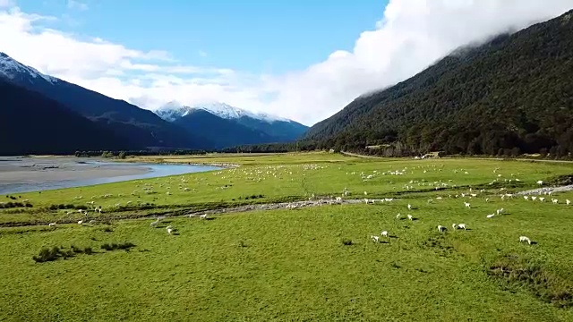 在顶视图的绿色草地上奔跑的白色羊群