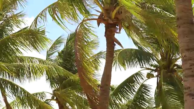 夏日海滩上，热带棕榈树随风摇曳。美丽的椰子树在热带海岸的海洋在蓝天的背景