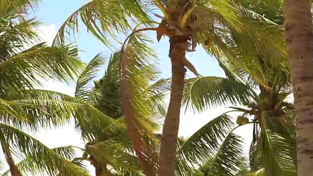 詳情圖-夏日海灘上，熱帶棕櫚樹(shù)隨風(fēng)搖曳。美麗的椰子樹(shù)在熱帶海岸的海洋在藍(lán)天的背景