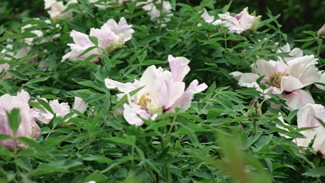 在阴天的夏天，盛开的粉红色大牡丹花丛。全景慢速视频从左到右。全高清视频，240fps, 1080p。