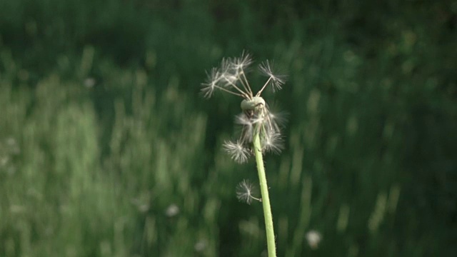 吹蒲公英种子。蒲公英种子在模糊的绿色草本背景上飞行。慢动作240帧/秒。全高清1080 p。