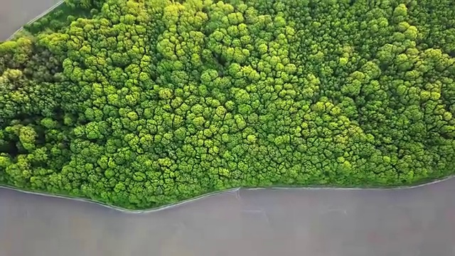 航拍全景视频从无人机到森林绿地和农田与道路划分他们在夏季傍晚日落，全高清分辨率视频。