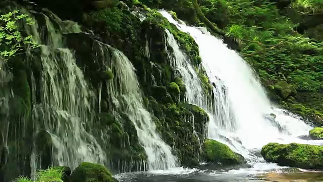 日本森林风景