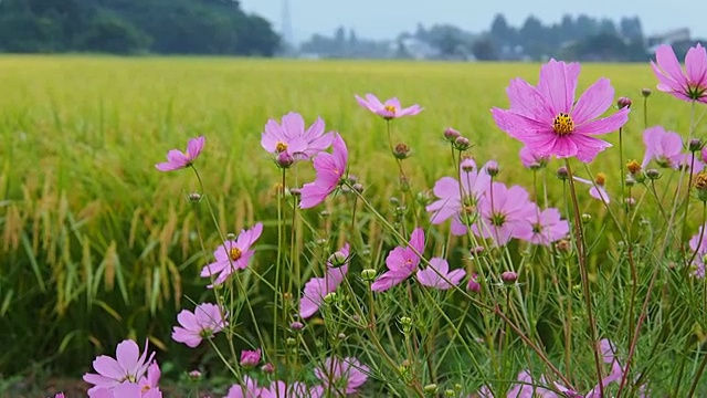 风景优美的日本花