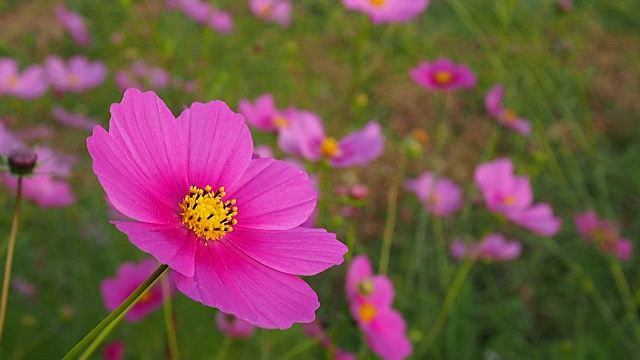 风景优美的日本花