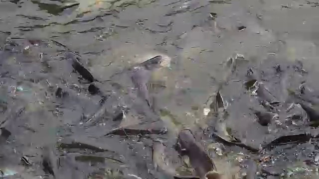 许多不同的鱼在河里争夺食物