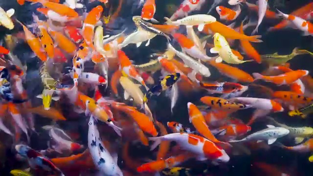 锦鲤，花式鲤鱼在水族馆游泳，俯视图