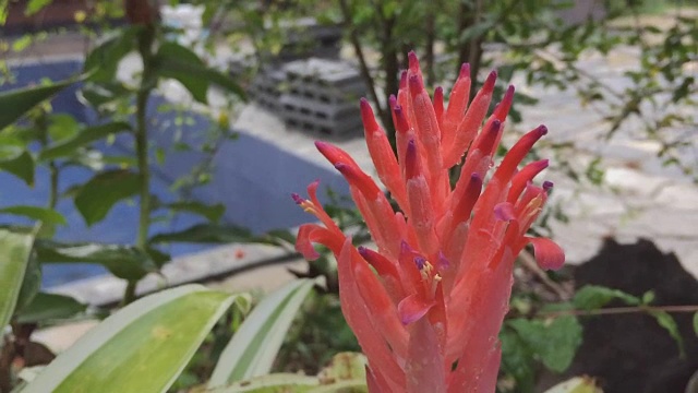 橙凤梨花生长在树上
