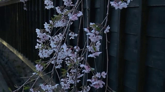 风景优美的日本花