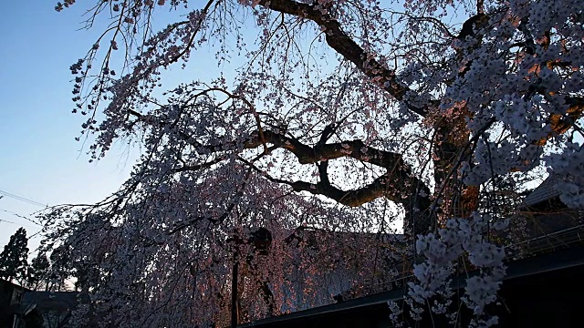 风景优美的日本花