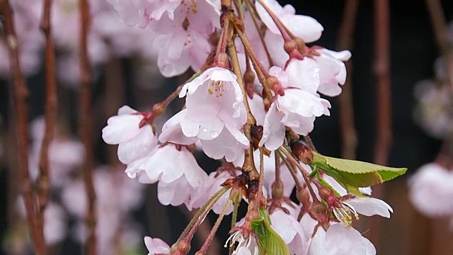 风景优美的日本花