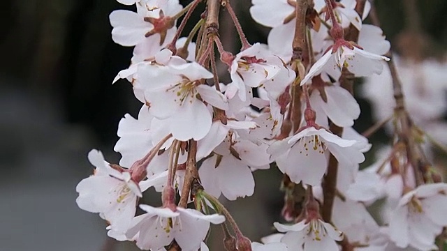 风景优美的日本花