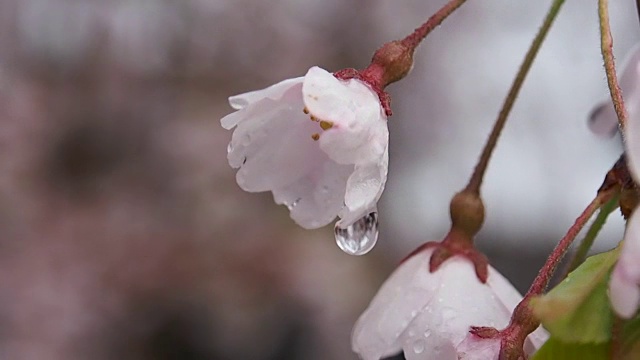 风景优美的日本花