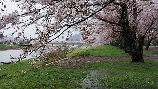 风景优美的日本花