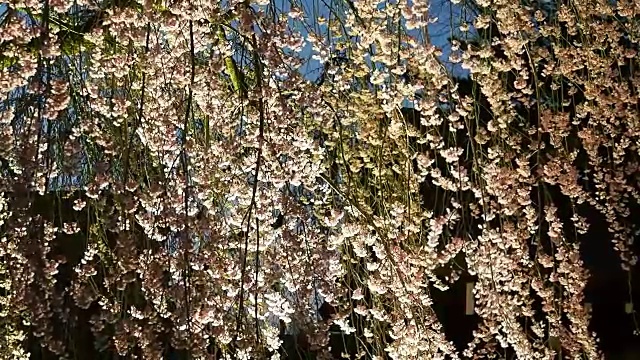 风景优美的日本花