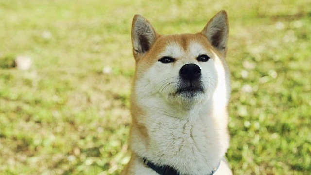 近距离拍摄的甜柴犬小狗坐在草地上，闻空气，然后舔它的嘴。可爱的动物，没有人和夏天的概念。