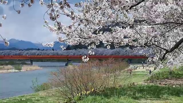 风景优美的日本花